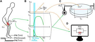 Muscle preflex response to perturbations in locomotion: In vitro experiments and simulations with realistic boundary conditions